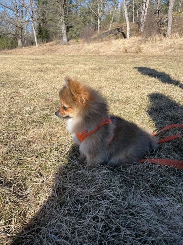 Hund - Pomchi Minnie Hund - Pomchi Minnie