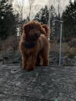 Jackson,(mama toffee) Jackson,(mama toffee)