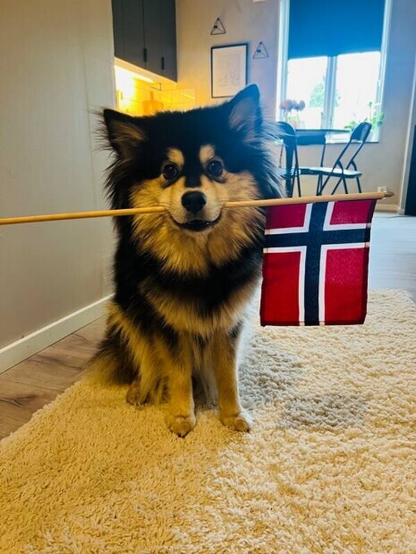 Hund - Ellie  Hund - Ellie