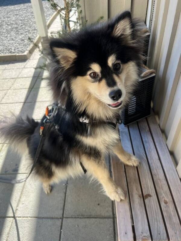 Hund - Ellie  Hund - Ellie