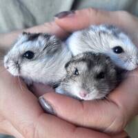 Hamster