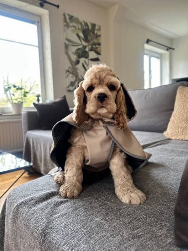 Hund - Valp Hund - Valp