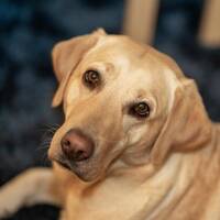 Cute Muffin Cute Muffin