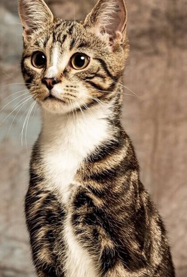 Katt - norsk skogkatt Katt - norsk skogkatt