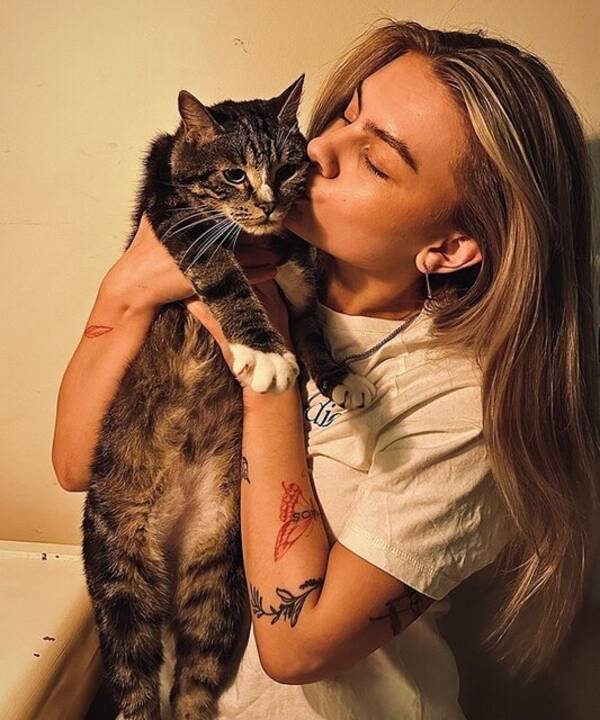 Katt - norsk skogkatt Katt - norsk skogkatt