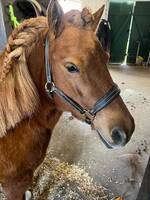 Ponnyn Lilly Ponnyn Lilly