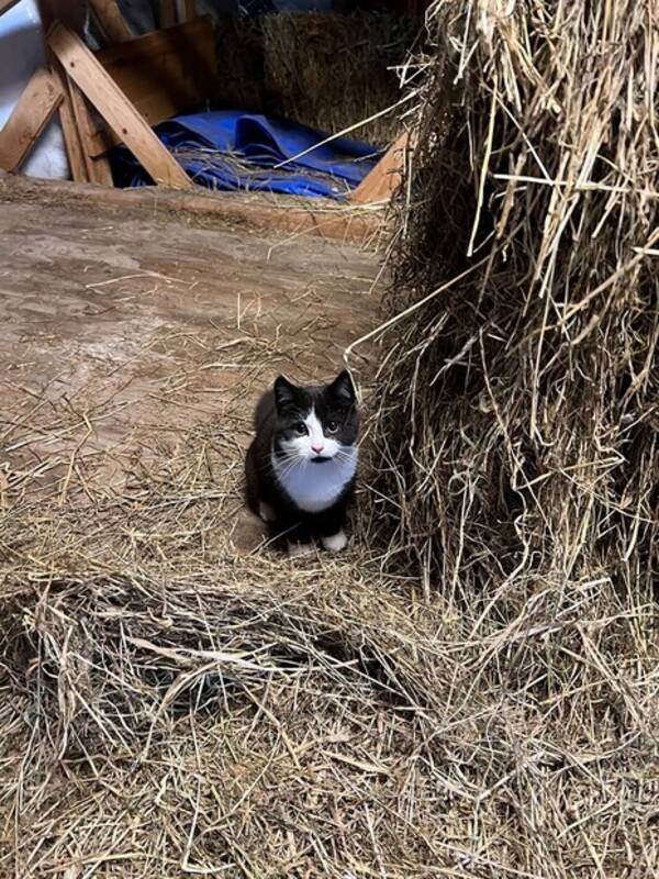 Katt - Katten Losan Katt - Katten Losan