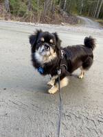 Tibetansk spaniel  Tibetansk spaniel