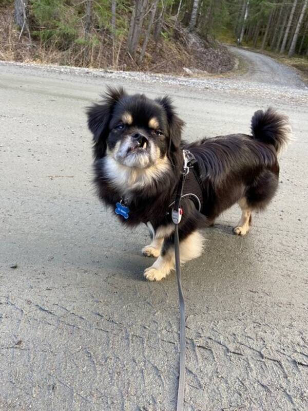 Hund - Tibetansk spaniel  Hund - Tibetansk spaniel