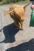 Annet - Ku Annet - Ku