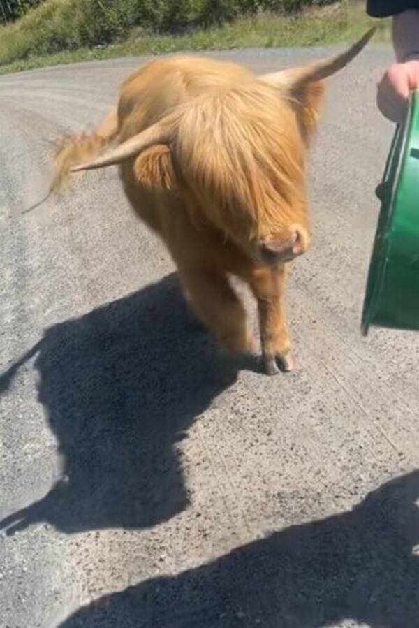 Annet - Ku Annet - Ku