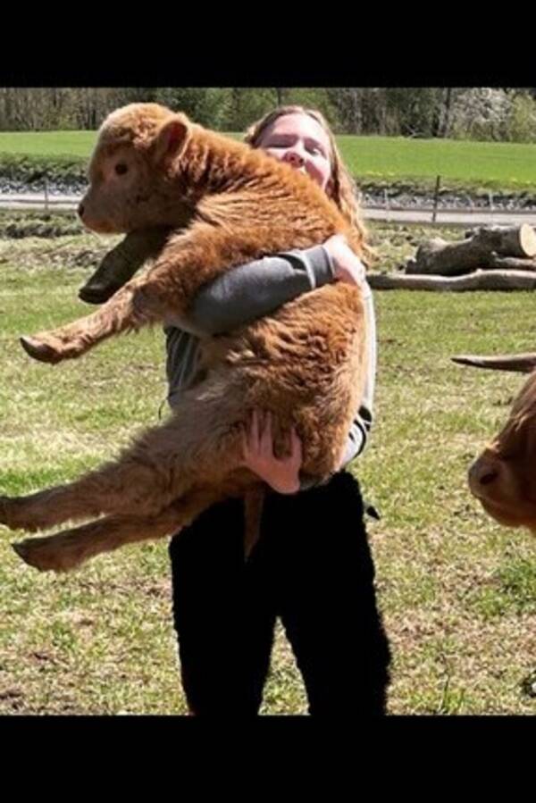 Annet - Kalv, ku Annet - Kalv, ku