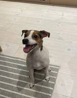 Dansksvenskgårdshunden Milo Dansksvenskgårdshunden Milo