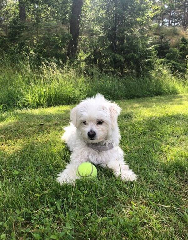 Hund - Glad liten Powderpuff