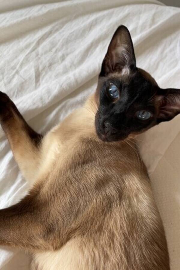 Katt - Siames