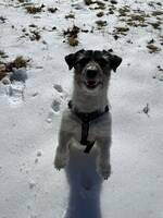 Jack Russel Jack Russel