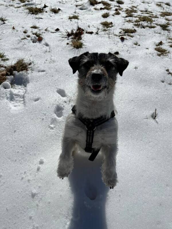 Hund - Jack Russel