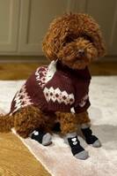 Toy Pudel Bobo