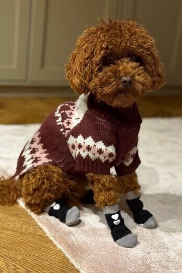 Hund - Toy Pudel Bobo