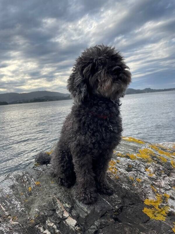 Hund - Mellompuddel Hund - Mellompuddel