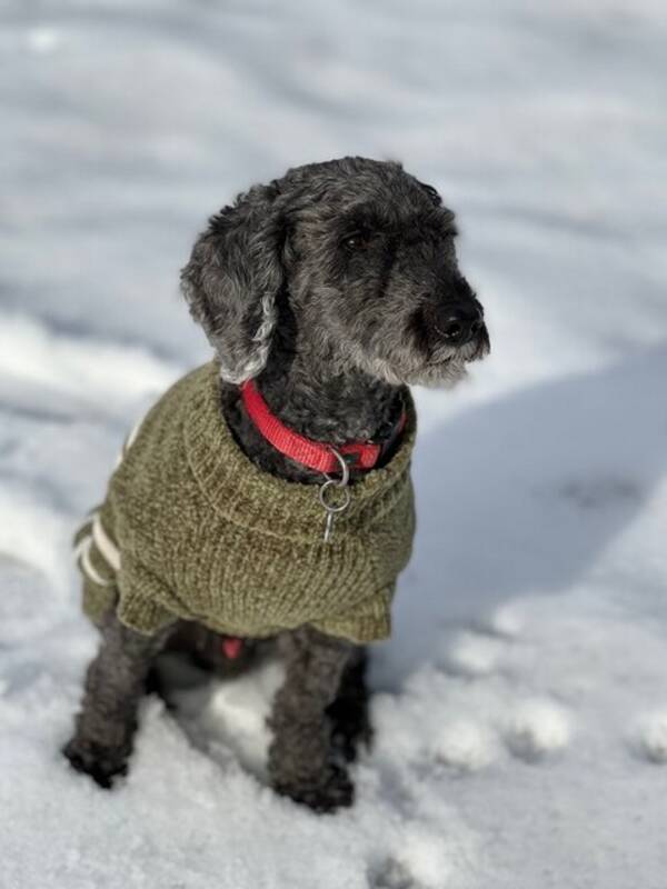 Hund - Mellompuddel Hund - Mellompuddel