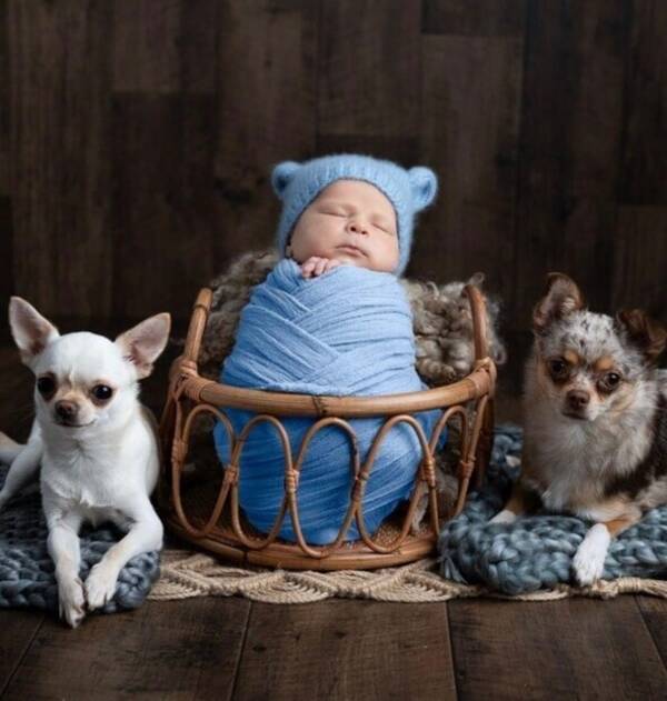 Hund - Baby og Misa