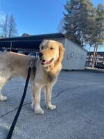 Hugo, golden retriever 