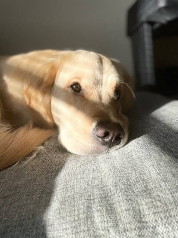 Hund - Hugo, golden retriever 