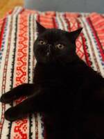Min katt