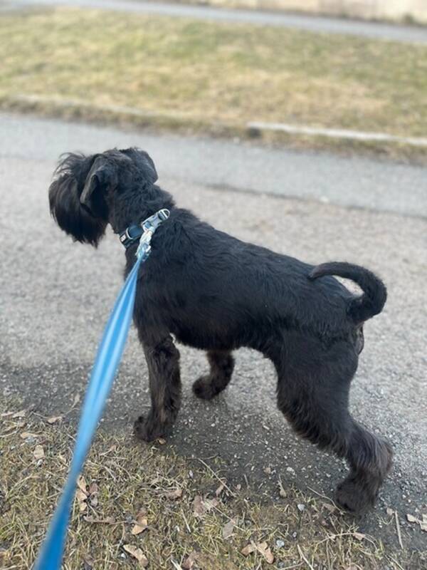 Hund - Paskal