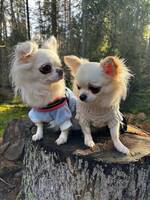 Chihuahua