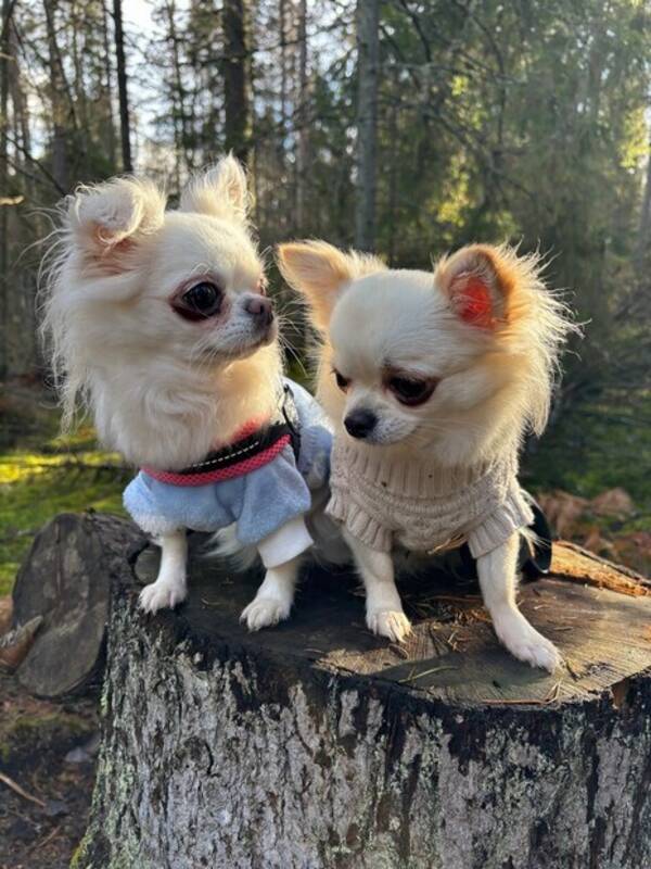 Hund - Chihuahua