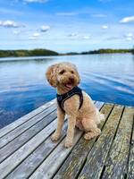 Gizmo the Goldendoodle 