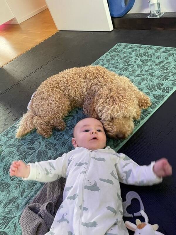 Hund - Gizmo the Goldendoodle 