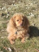 Hunden Molle Hunden Molle