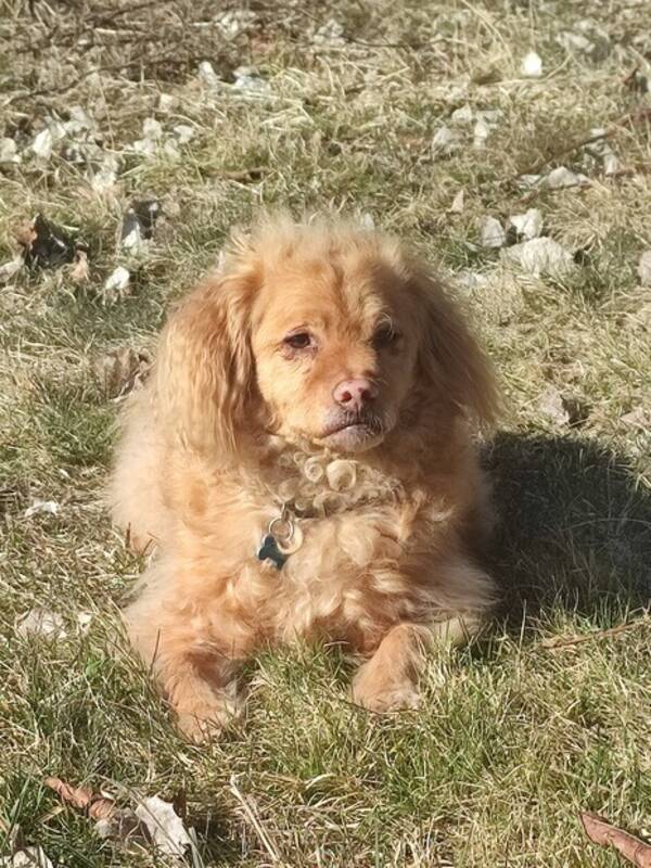 Hund - Hunden Molle 