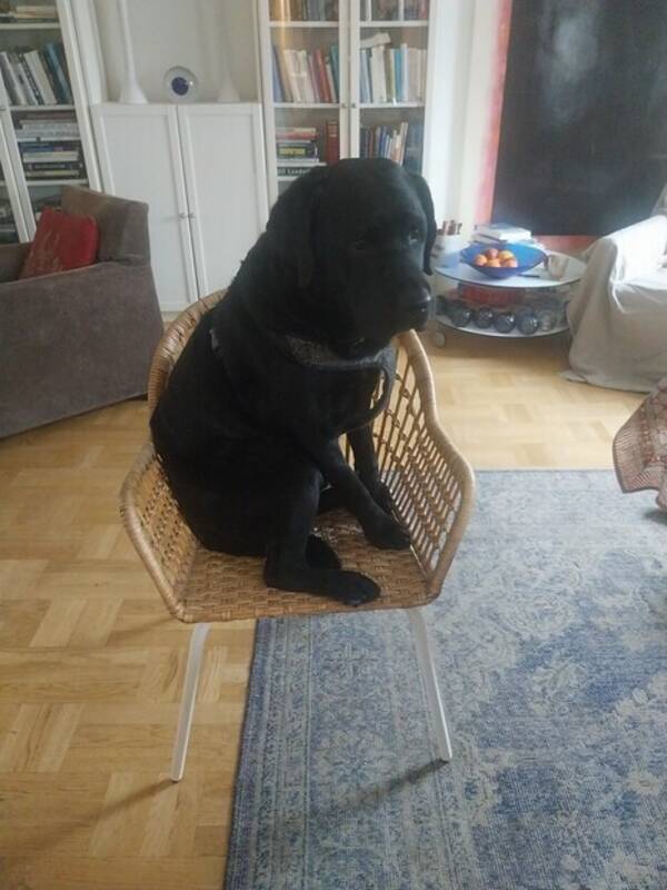 Hund - Labradoren Arne
