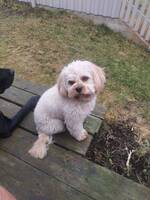 Cavapoon Bertil Cavapoon Bertil