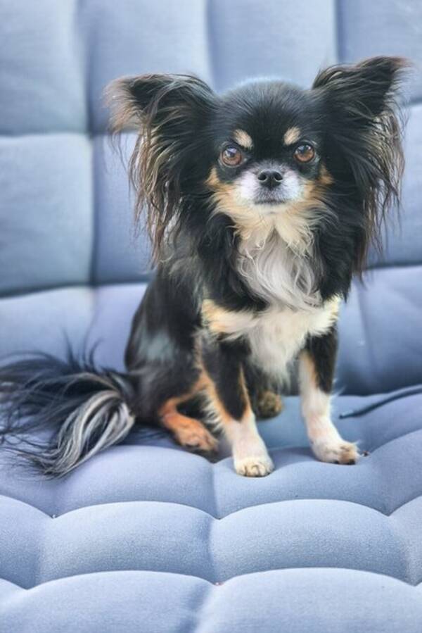 Hund - Chihuahua, Nova