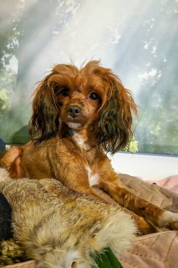 Hund - Hund:Papipoo, Kimmie