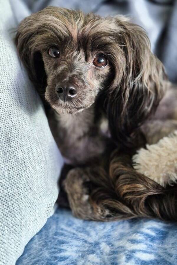 Hund - Papipoo, Tezzie
