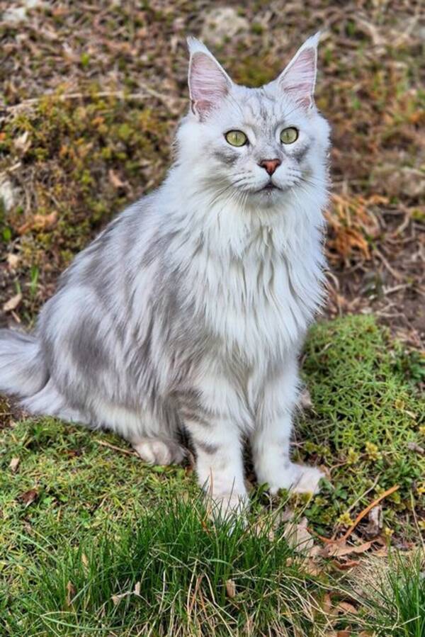 Katt - Maine Coon, Bill