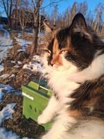 Katten Vida