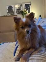 Pomeranian Millie Pomeranian Millie