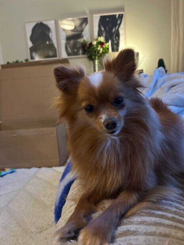 Hund - Pomeranian Millie