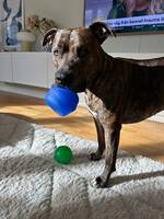 Amstaff Kira