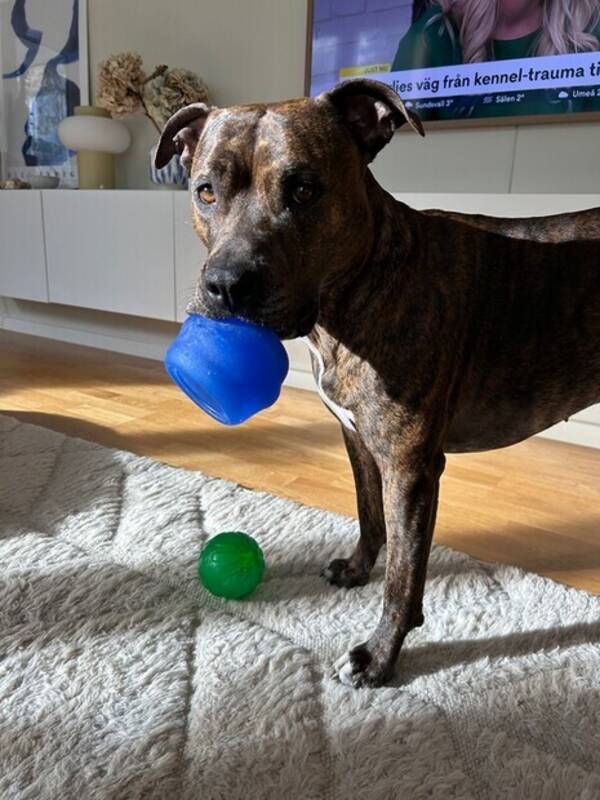 Hund - Amstaff Kira