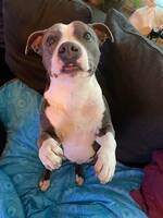Staffordshire bullterriern Bonnie