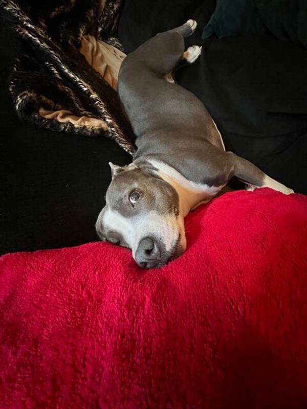 Hund - Staffordshire bullterriern Bonnie