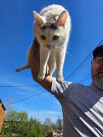 Enzo  blandings katt Enzo  blandings katt